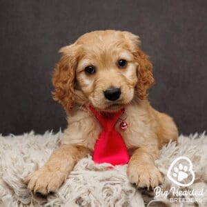 Mini Golden Retriever with a red tie