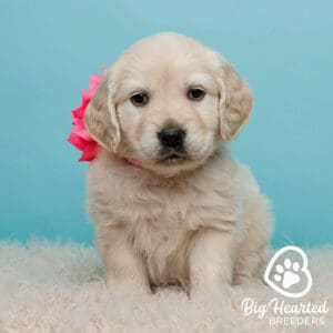 small golden retriever