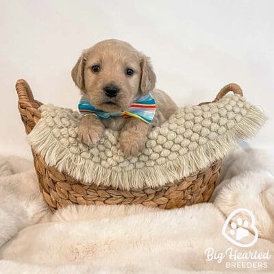 small golden retriever in a basket