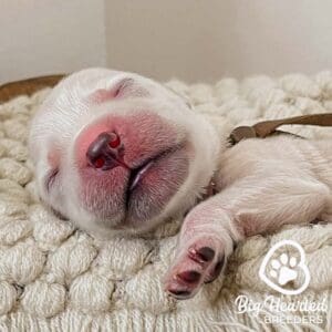 small golden retriever sleeping