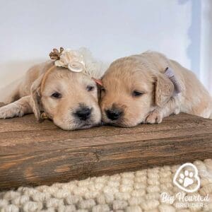 Two small golden retriever puppies