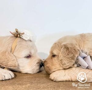 Two small Golden Retriever puppies nose to nose