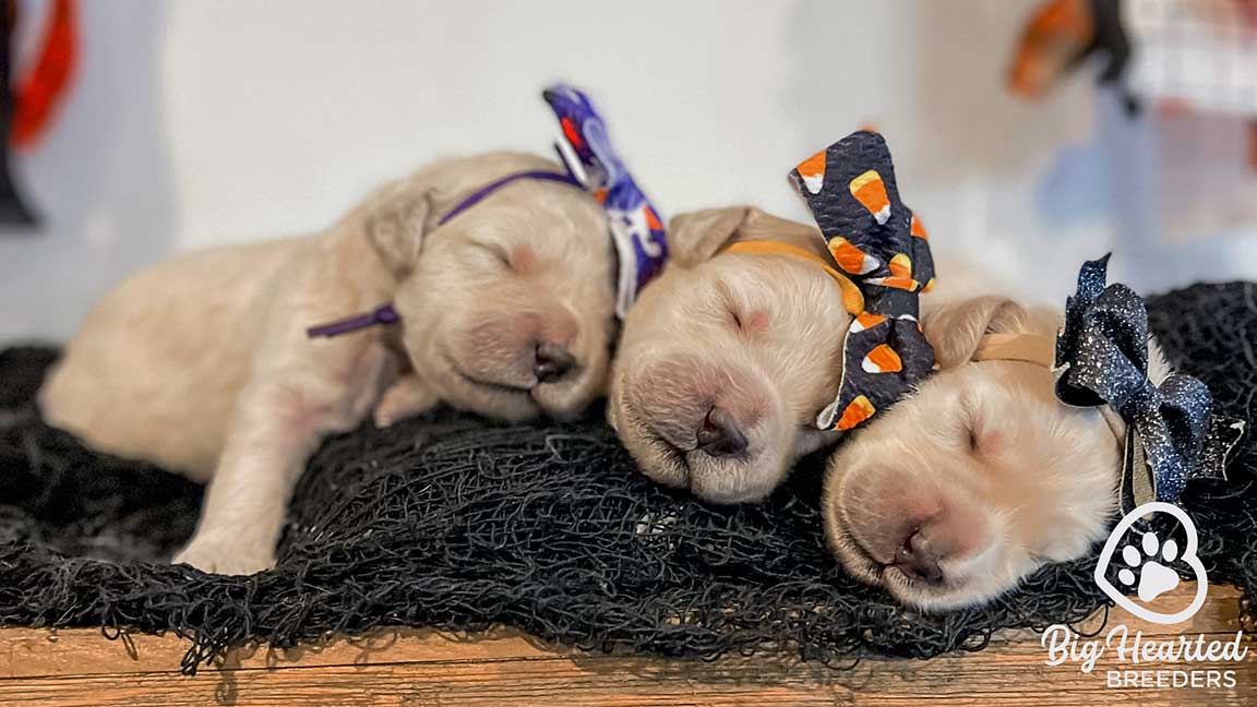 Three small golden retriever puppies sleeping together