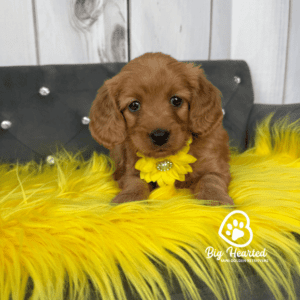 teacup mini golden retriever