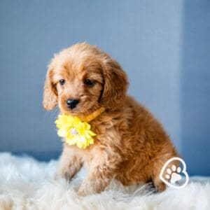 Mini Golden Retriever 