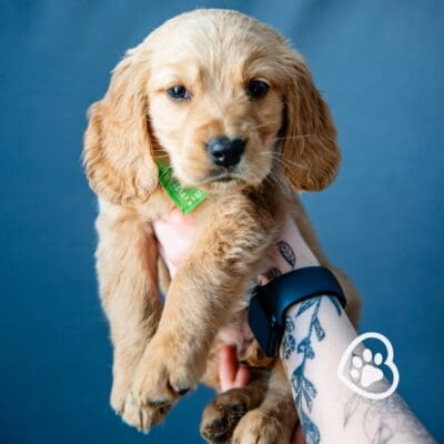 Mini Golden Retriever 