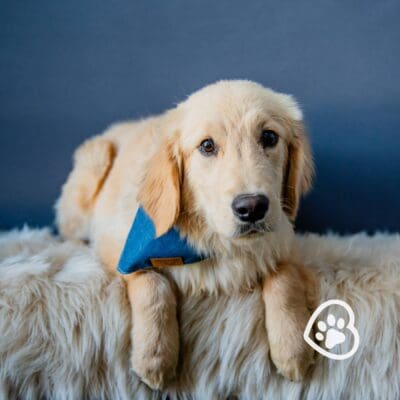 mini Golden Retriever