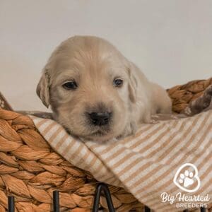 Mini Golden Retriever cost 