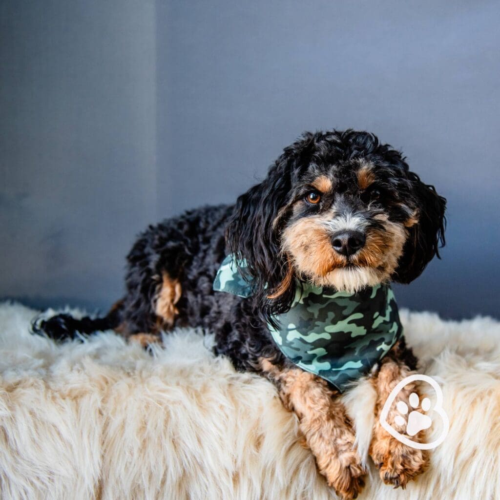 Smooch, Goldendoodle