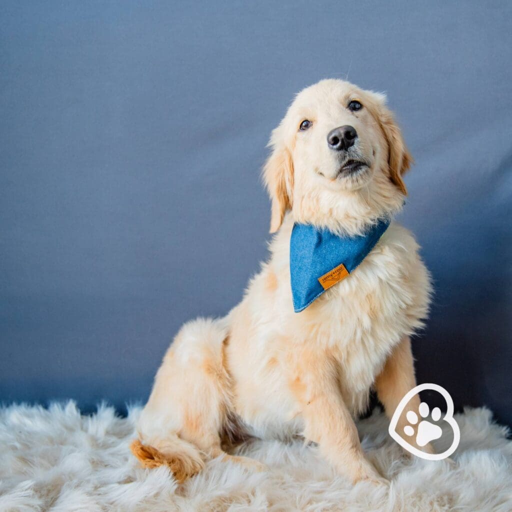 Snickerdoodle, Golden Retriever