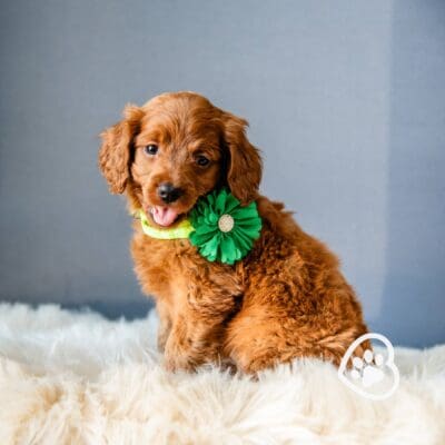 mini Golden Retriever