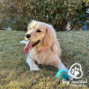 Full grown mini Golden Retriever in the grass
