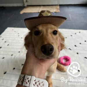 Full grown mini Golden Retriever with a hat