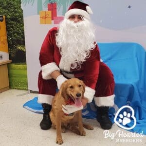 Full grown mini Golden Retriever with Santa Klaus