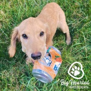 Full grown mini Golden Retriever with a can in his mouth