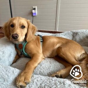 Full grown mini Golden Retriever