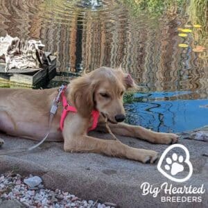 Full grown mini Golden Retriever biting on a stick
