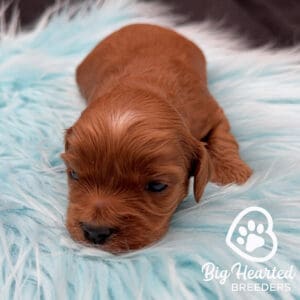 Brown Mini Golden Retriever puppy on a light blue fluffy blanket