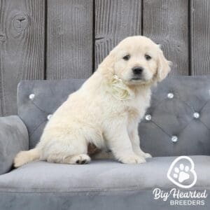 White Mini Golden Retriever puppy