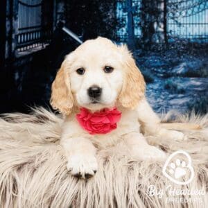 Puppy from a mini Golden Retriever breeder