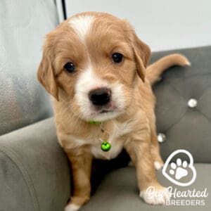 Puppy from a mini Golden Retriever breeder