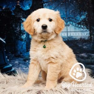 Puppy from a mini Golden Retriever breeder