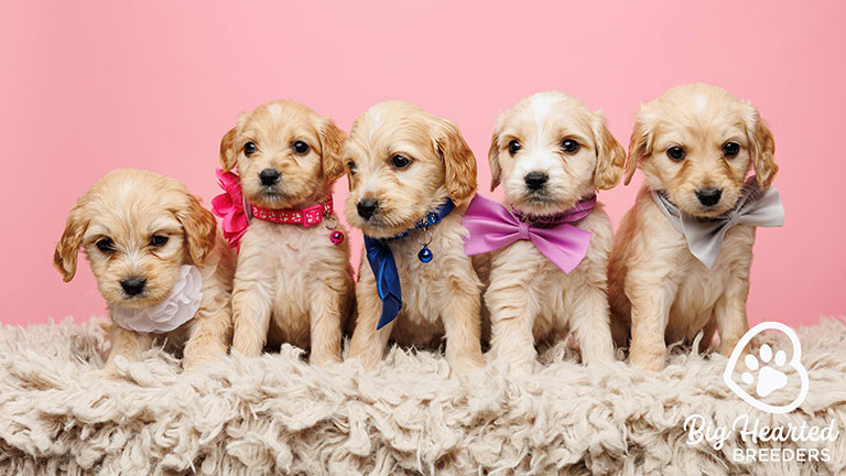 Five mini Golden Retrive rpuppies standing together with a pink background