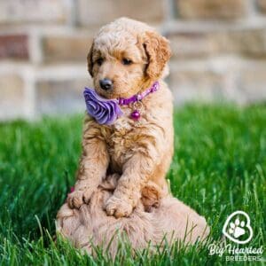 Mini Golden Retriever with a purple flower