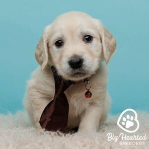 Mini Golden Retriever with a black tie