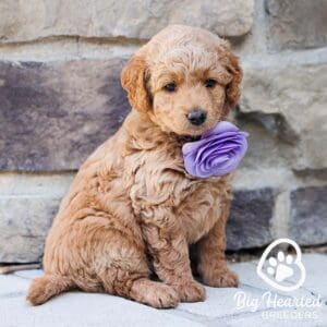 Mini Golden Retriever with a purple flower around his neck
