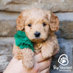 Mini Golden Retriever puppy with a green flower around its neck