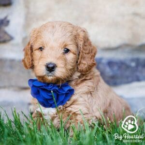 Mini Golden Retriever puppy with a blue flower
