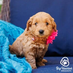 Mini Golden Retriever puppy