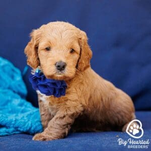 teacup mini golden retriever with a blue flower