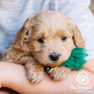 teacup mini golden retriever with a green flower