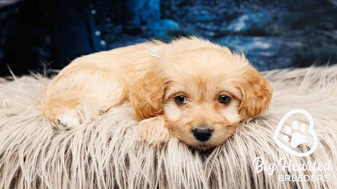 teacup mini golden retriever