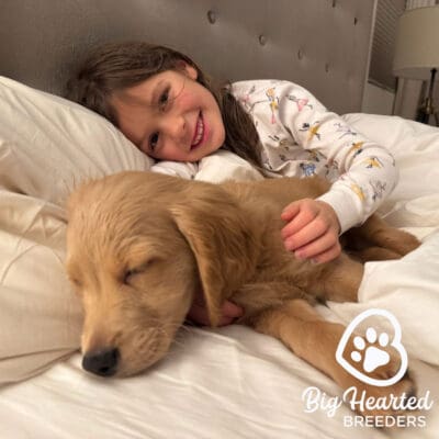 Young girl cuddling with a mini Golden Retriever