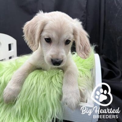 Mini Golden Retriever on top of a light green pillow
