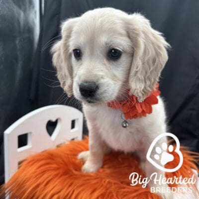 Mini Golden Retriever puppy with a yellow collar with a flower