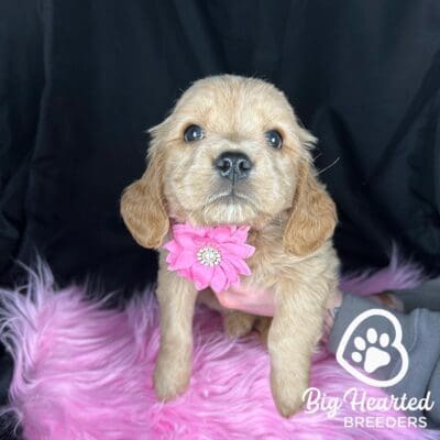 Mini Golden Retriever puppy with a pink flower around its neck