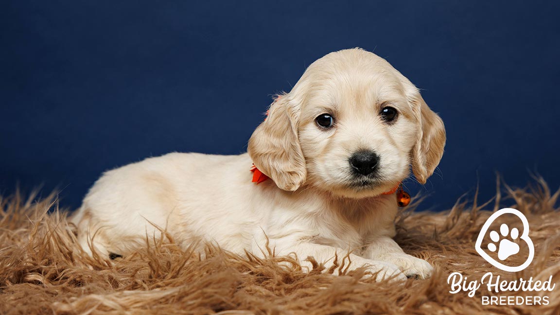 Mini Golden Retriever from Big Hearted Breeders