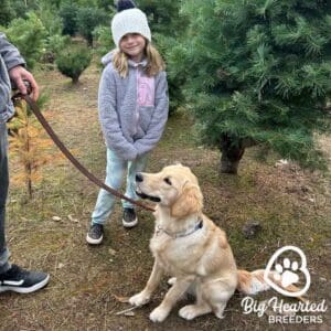 Mini Golden Retriever on anleash next to a young girl
