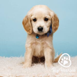Mini Golden Retriever puppy