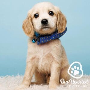 Mini Golden Retriever with a dark blue bowtie