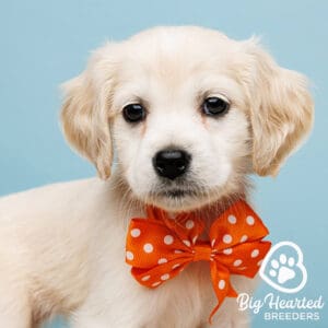 Mini Golden Retriever with a red bowtie with white dots