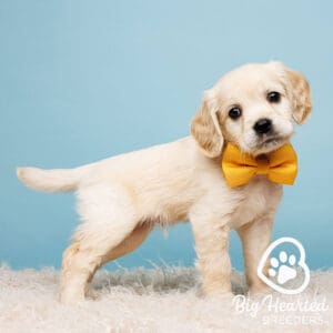 Mini Golden Retriever with a yellow bowtie
