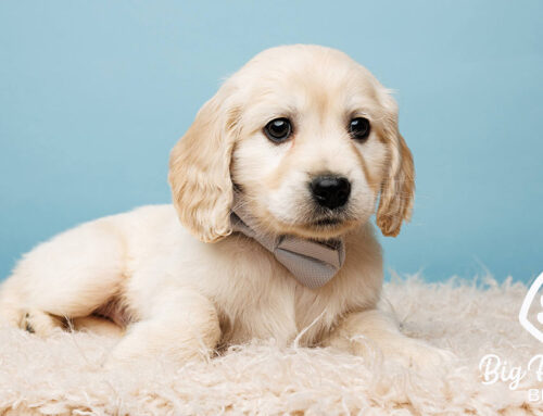 What Does It Mean to Be an Ethical Breeder?