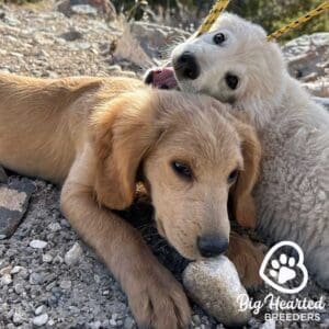 Two mini Golden Retriever panting and playing