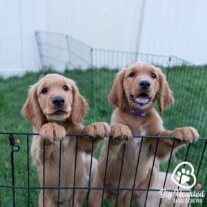Two mini Golden Retrievers standing on a fence
