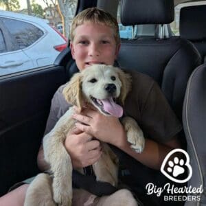 Young girl holding a mini Golden Retriever Panting on her laps in a car